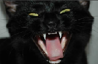 Sodomine Carmel Logo