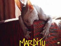 [GPC] Rato Marditu d Sgotto Logo